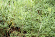 Artemisia abrotanum