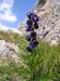 Aconitum napellus
