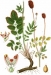 Sanguisorba officinalis